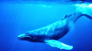 Humpback_Whale