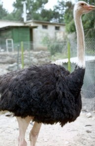 ostrich_001