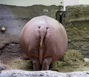 Hippopotamus Copyright (C) David Redhouse 2002