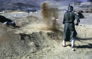 Winnowing grain by tossing it into the wind so the chaff will blow away