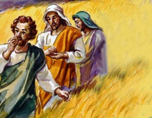 Jesus' disciples plucked and ate some heads of grain in a grainfield, but were chastized by the Pharisees for doing this on the Sabbath (Matthew 12:1-8; Mark 2:23-28; Luke 6:1-5)