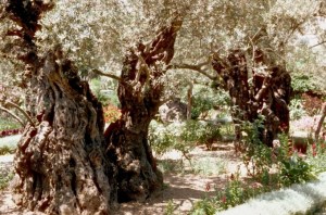 Olive Trees in the Garden of Gethsemane, on the Mount of Olives.