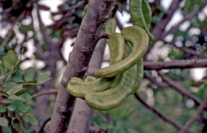 carob_pods_270314