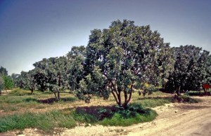 Grove of fig trees, a mature size.